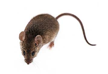 Rodent Proofing | Attic Cleaning San Rafael, CA