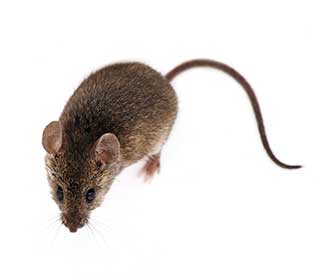 Rodent | Attic Cleaning San Rafael, CA